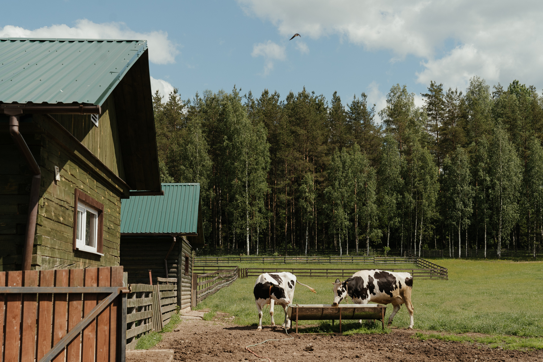 Black and White Cow on Green Grass Field Near Green Trees